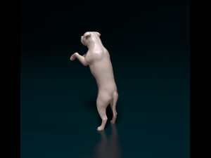 Staffordshire bull terrier 5 Modèles 3D en vedette