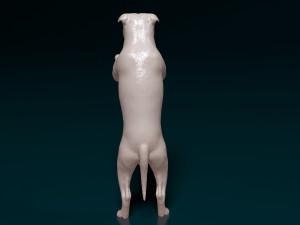 Staffordshire bull terrier 5 Modèles 3D en vedette