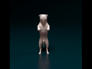 Staffordshire bull terrier 5 Modèles 3D en vedette