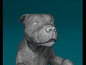 Staffordshire bull terrier 5 Modèles 3D en vedette