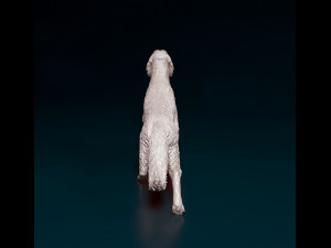 English Setter on the hunt 3D Print Model