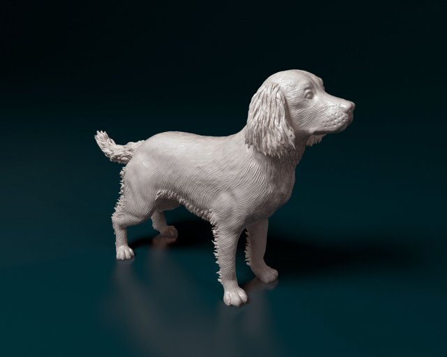 English Springer spaniel Modèles 3D en vedette .c4d .max .obj .3ds .fbx .stl .blend 
