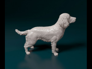English Springer spaniel Modèles 3D en vedette