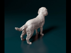 English Springer spaniel Modèles 3D en vedette