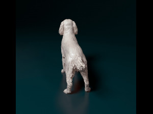 English Springer spaniel Modèles 3D en vedette