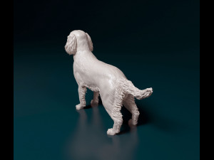 English Springer spaniel Modèles 3D en vedette