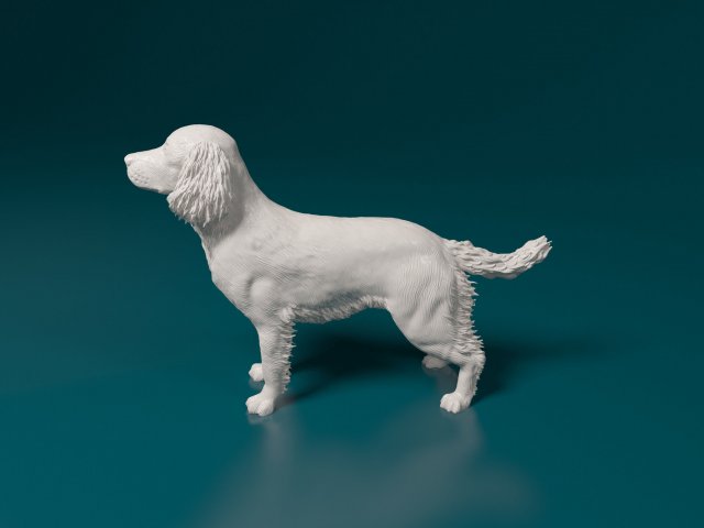 English Springer Spaniel 3D Print Model Fully Trained Springer