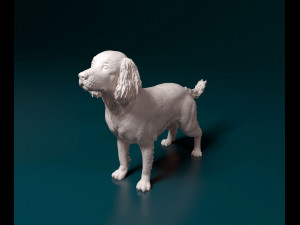 English Springer spaniel Modèles 3D en vedette