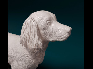English Springer spaniel Modèles 3D en vedette
