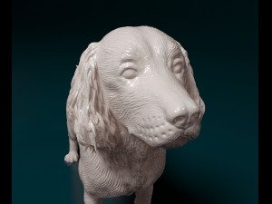 English Springer spaniel Modèles 3D en vedette