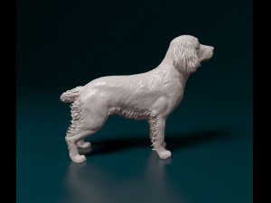English Springer spaniel Modèles 3D en vedette
