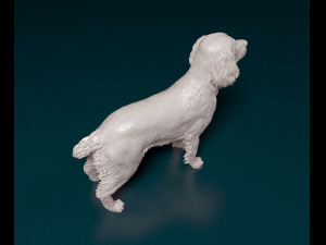 English Springer spaniel Modèles 3D en vedette