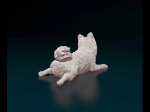 German Spitz 3D Print Model