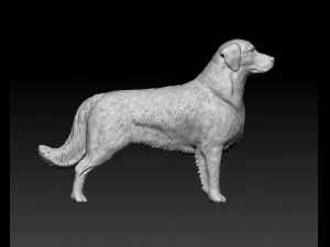 Golden Retriever 3D Print Model