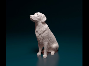 Golden Retriever 3D Print Model