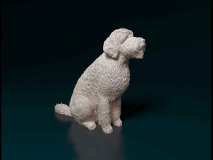 Goldendoodle 3D Print Model