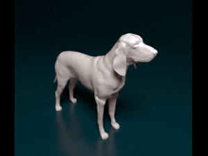 Grand Gascon Saintogeois dog Modèles 3D en vedette