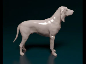 Grand Gascon Saintogeois dog 3D Print Model