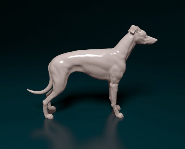 Greyhound dog 3D Print Model .c4d .max .obj .3ds .fbx .stl .blend 
