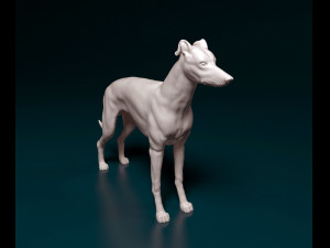 Greyhound dog 3D Print Model