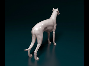 Greyhound dog 3D Print Model