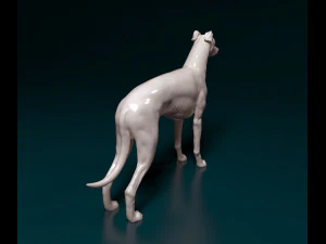 Greyhound dog 3D Print Model