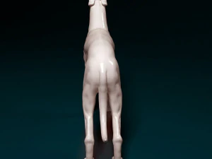 Greyhound dog 3D Print Model