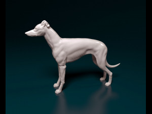 Greyhound dog 3D Print Model