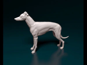 Greyhound dog 3D Print Model