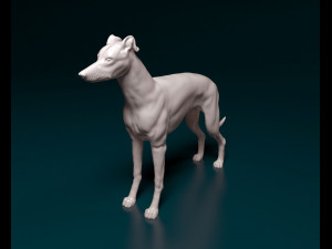 Greyhound dog 3D Print Model
