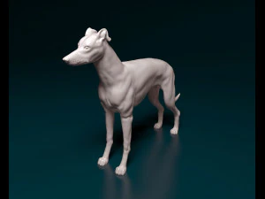Greyhound dog 3D Print Model