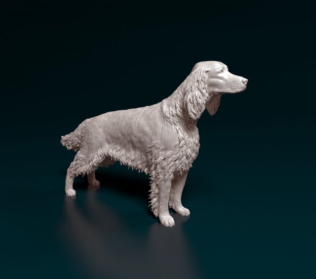 Irish red Setter Model Cetak 3D .c4d .max .obj .3ds .fbx .stl .blend 
