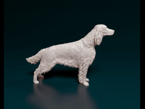Irish red Setter Model Cetak 3D