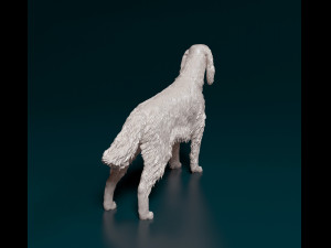 Irish red Setter Model Cetak 3D