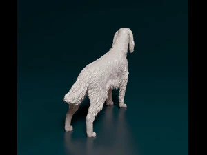 Irish red Setter 3D Print Model