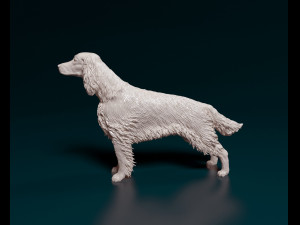 Irish red Setter Model Cetak 3D