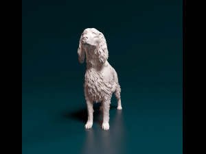 Irish red Setter Model Cetak 3D