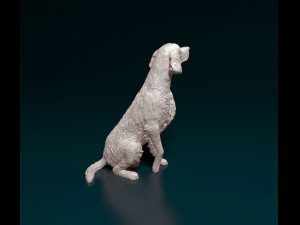 Irish red Setter Modelo de Impressão 3D