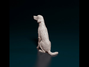 Irish red Setter Modelo de Impressão 3D