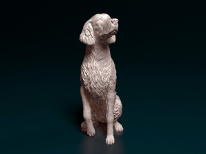 Irish red Setter Modelo de Impressão 3D