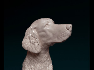 Irish red Setter Modelo de Impressão 3D