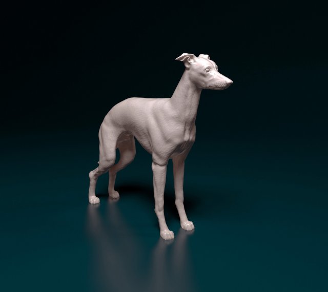 Italian Greyhound dog 3D Print Model .c4d .max .obj .3ds .fbx .stl .blend 