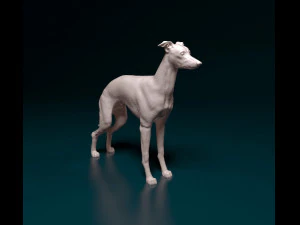 Italiaanse windhondhond 3D printmodel