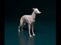 Italian Greyhound dog 3D प्रिंट मॉडल
