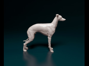 Italian Greyhound dog 3D Print Model