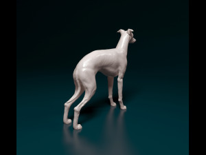 Italian Greyhound dog 3D Print Model