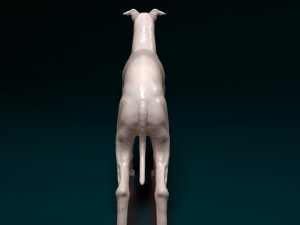 Italian Greyhound dog 3D Print Model