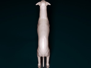 Italian Greyhound dog 3D Print Model