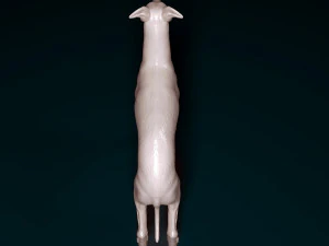 Italian Greyhound dog 3D Print Model