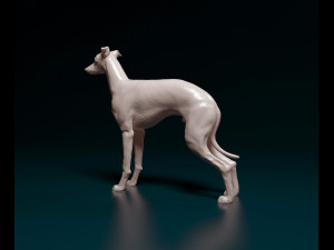 Italian Greyhound dog 3D Print Model